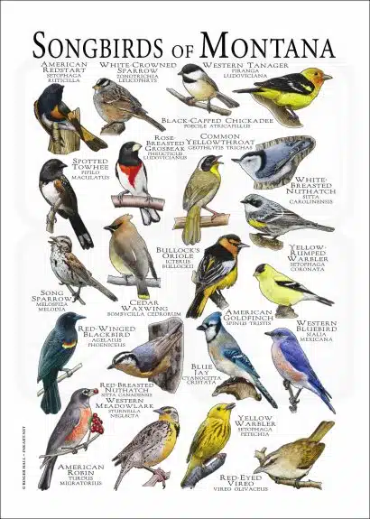 Songbirds of Montana poster print