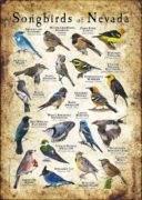 Songbirds of Nevada poster print