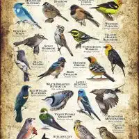 Songbirds of Nevada poster print