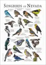 Songbirds of Nevada poster print