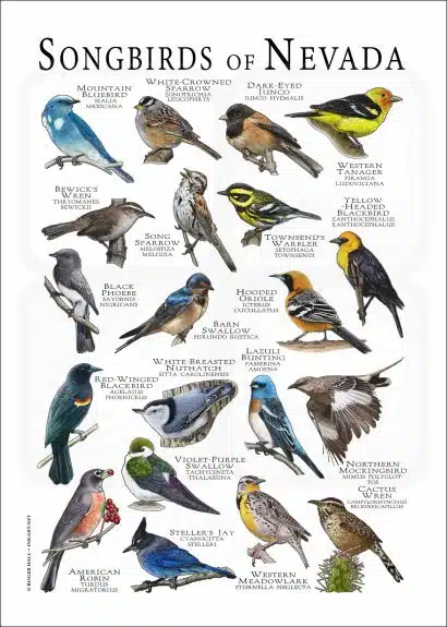 Songbirds of Nevada poster print