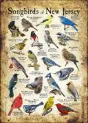 Songbirds of New Jersey poster print