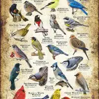 Songbirds of New Jersey poster print