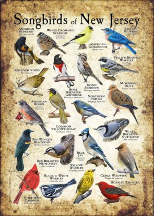 Songbirds of New Jersey poster print
