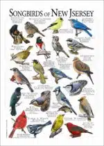 Songbirds of New Jersey poster print