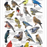 Songbirds of New Jersey poster print