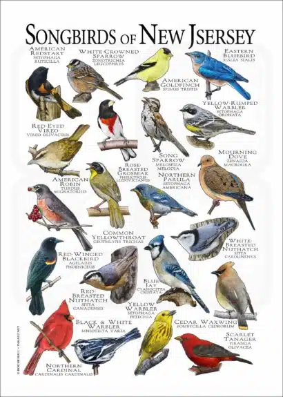 Songbirds of New Jersey poster print
