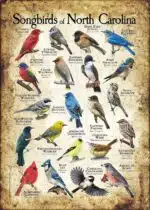 Songbirds of North Carolina poster print