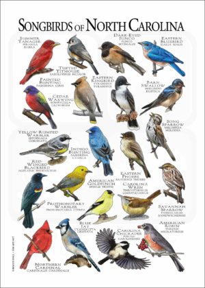 Songbirds of North Carolina poster print