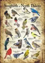 Songbirds of North Dakota poster print