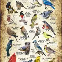Songbirds of North Dakota poster print