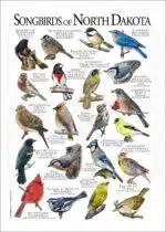 Songbirds of North Dakota poster print