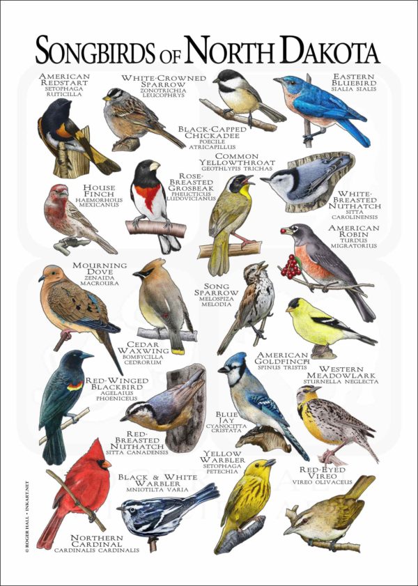 Songbirds of North Dakota poster print