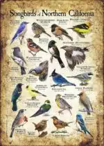 Songbirds of Northern California poster print