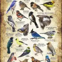 Songbirds of Northern California poster print