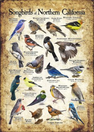 Songbirds of Northern California poster print