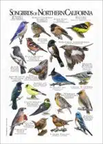 Songbirds of Northern California poster print