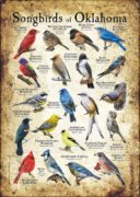 Songbirds of Oklahoma poster print