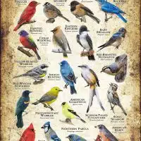 Songbirds of Oklahoma poster print