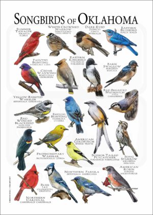 Songbirds of Oklahoma poster print