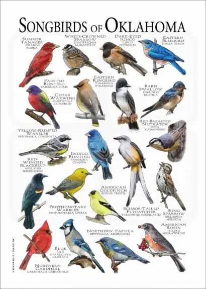 Songbirds of Oklahoma poster print