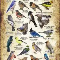 Songbirds of Oregon poster print