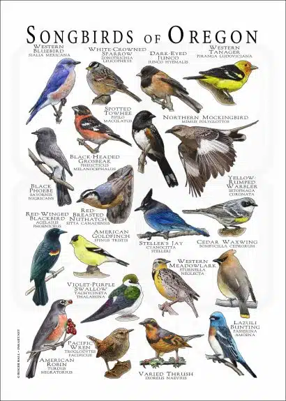 Songbirds of Oregon poster print