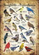 Songbirds of Pennsylvania poster print