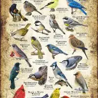 Songbirds of Pennsylvania poster print