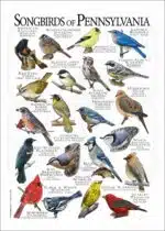 Songbirds of Pennsylvania poster print