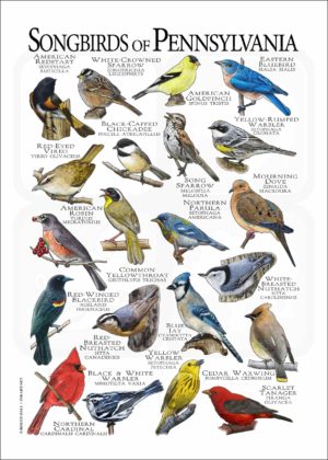 Songbirds of Pennsylvania poster print
