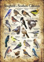 Songbirds of Southern California poster print