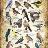 Songbirds of Southern California poster print