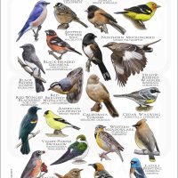 Songbirds of Southern California poster print