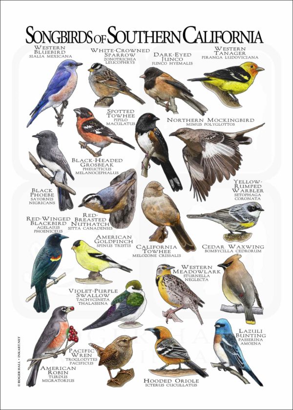 Songbirds of Southern California poster print
