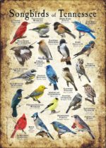 Songbirds of Tennessee poster print