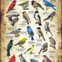 Songbirds of Tennessee poster print