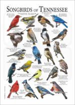 Songbirds of Tennessee poster print