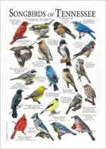 Songbirds of Tennessee poster print
