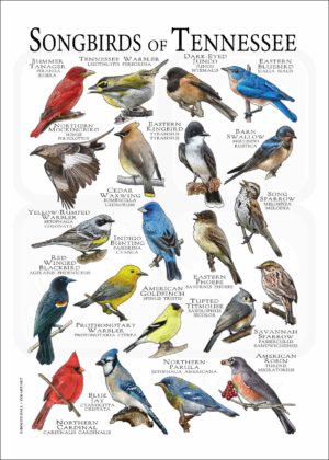 Songbirds of Tennessee poster print