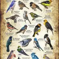 Songbirds of Utah poster print