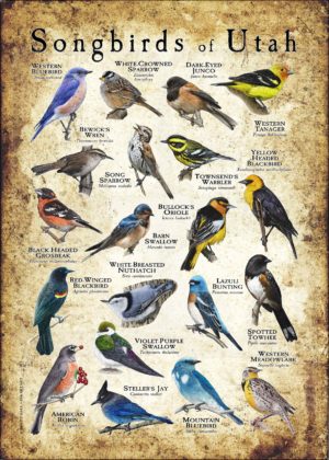 Songbirds of Utah poster print