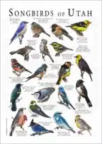 Songbirds of Utah poster print