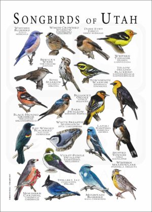 Songbirds of Utah poster print