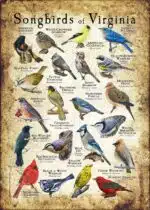 Songbirds of Virginia poster print