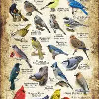 Songbirds of Virginia poster print