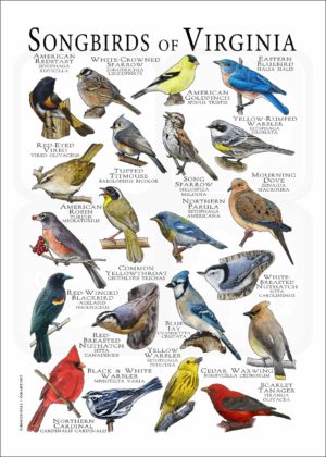 Songbirds of Virginia poster print