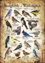 Songbirds of Washington poster print