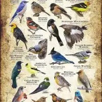 Songbirds of Washington poster print