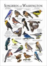 Songbirds of Washington poster print